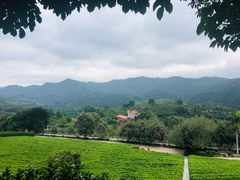 -雁南飞茶田景区