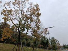 -菊花台公园