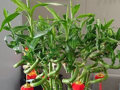 -田凤波推拿.按摩养生(幸福店)