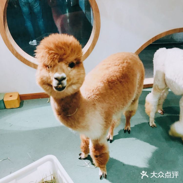 萌化宝宝们的小动物一定要来看看啊[加油]