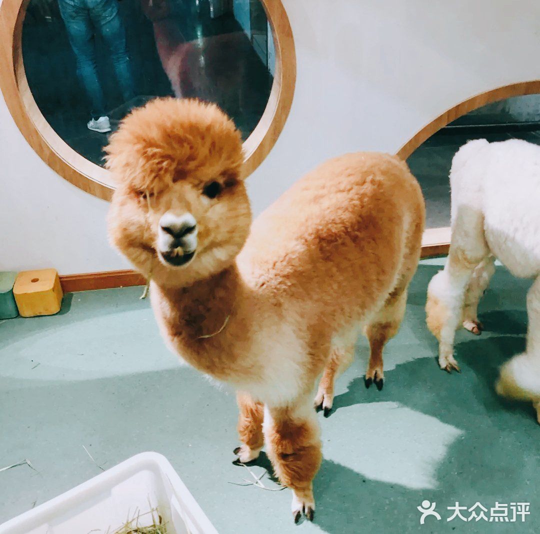 萌化宝宝们的小动物一定要来看看啊[加油]