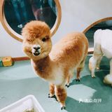 萌化宝宝们的小动物一定要来看看啊[加油]