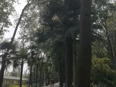 -合肥滨湖国家森林公园