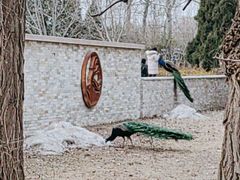 -北京麋鹿生态实验中心