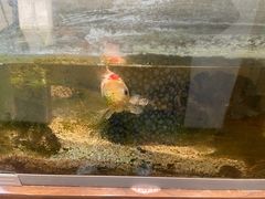 -畅和茶坊·曦瓜中国大红袍