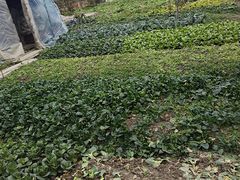 -小鱼草莓采摘园农家乐·小鱼餐厅