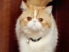 -十年猫舍·猫咪专门店(普陀店)