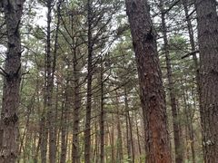 -帽儿山国家森林公园