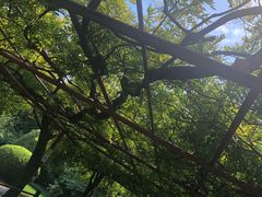 -嘉定紫藤园