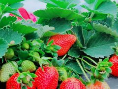 -任达丞国农庄(任达山庄店)