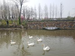 -田园东方蜜桃村的田野营地
