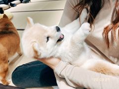 -逗柴咖啡屋·狗咖猫咖宠物桌游
