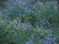 -西湖外事游船(花港观鱼码头)