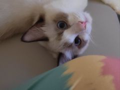 -汪喵宠物医院·骨科心脏影像·犬猫急重症ICU诊疗中心(成华分院)