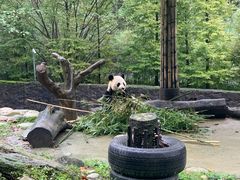 -都江堰中华大熊猫苑