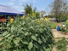 -大眼强五杯鹅饭店