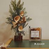 新店寫實｜“大橘”為重，“大橘”大利！