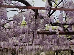 -嘉定紫藤园