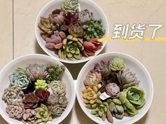 -朝来春花卉市场