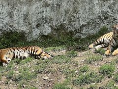 -栾川竹海野生动物园