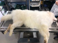 -安安宠医宠物医院·异宠·犬猫内科(岳阳分院)