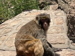 -西霞口神雕山野生动物世界