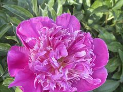 -北京国际鲜花港