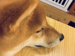 -豆柴町-柴犬主题狗咖(红鼎国际C座店)