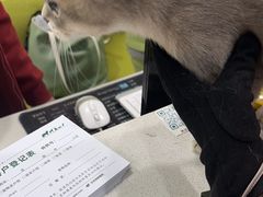 -艾吉宠物医院·疑难杂症转诊中心·猫友好(碧江路院)