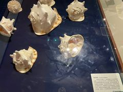 -青岛贝壳博物馆
