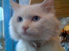 -Babycat私家御饼屋(龙头路一店)