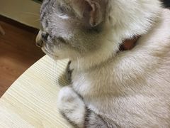 -李小姐の猫咖啡馆(五角场店)