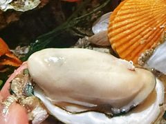 -土蚝·高压锅生蚝(百姓美食街店)