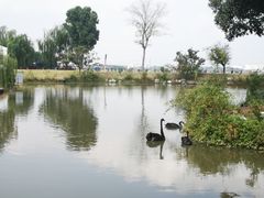 -鹅湖玫瑰文化园