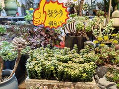 -朝来春花卉市场