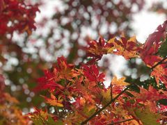 -大兴滨河森林公园