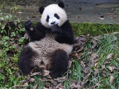 -中国大熊猫保护研究中心雅安碧峰峡基地