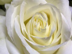 -花心思鲜花店(武昌徐东店)