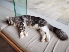 -瞄一喵猫咖(格力海岸店)