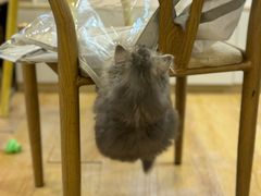 -猫咪派对(江南西店)
