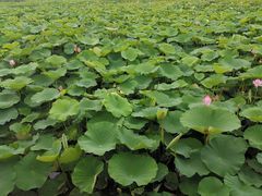 -荷塘月色湿地公园·向阳花洲