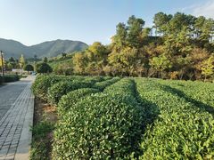 -龙坞茶村