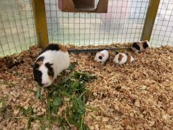 -萌宠亲子动物乐园(槐房万达店)