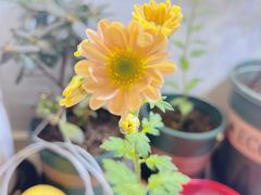 -中环花鸟鱼虫市场