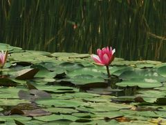 -白鹭湾湿地公园