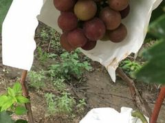 -马陆小张葡萄园农家乐