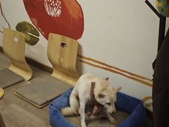 -柴迷FANS CLUB·柴犬狗咖·猫咖
