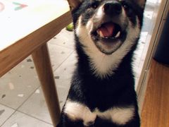 -豆柴町-柴犬主题狗咖(红鼎国际C座店)