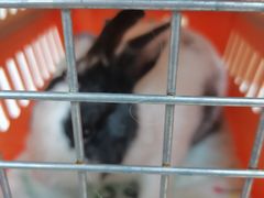 -惠康宠物医院(华能路店)