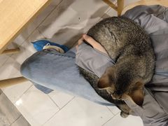 -楼上猫咖(罗湖店)